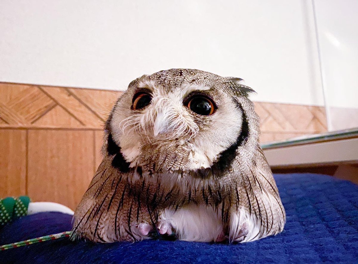 ミュゲさんおはよう☀️
最近朝からめちゃくちゃ甘えん坊🦉
#アフリカオオコノハズク
#フクロウ #owl