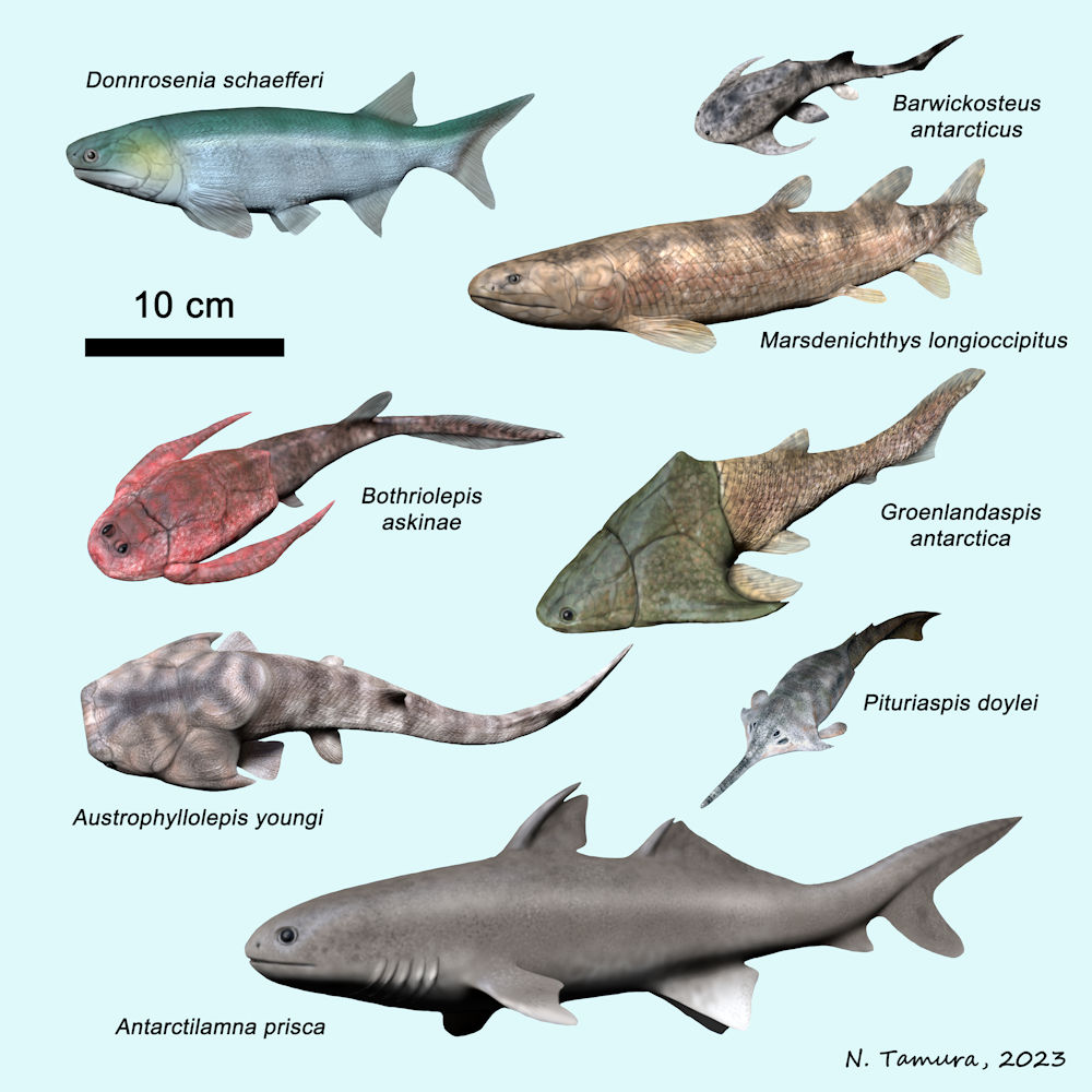 Devonian Fish Series #17: Givetian - Frasnian of Antarctica and Australia: Donnrosenia (Actinopterygii), Barwickosteus, Groenlandaspis, Bothriolepis, Austrophyllolepis (Placodermi), Marsdenichthys (Tetrapodomorpha),Pituriaspis (Pituriaspida), Antarctilamna (Elasmobranchii)