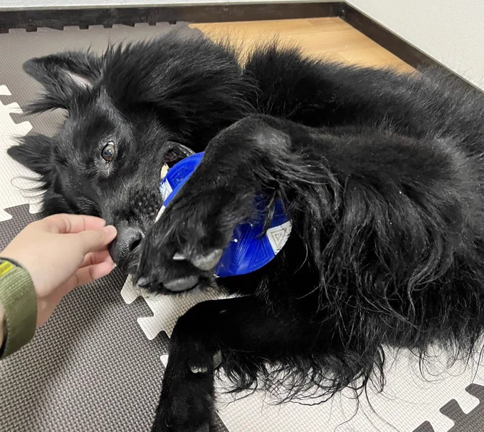唸るけどちゃんとボールはくれる えらいぞ