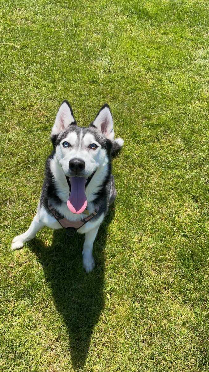 JakeViales's tweet photo. Happy international dog day to this incredibly sweet, Siberian, psychopath, that is our Husky, Nova. https://t.co/MMcX0stiKZ