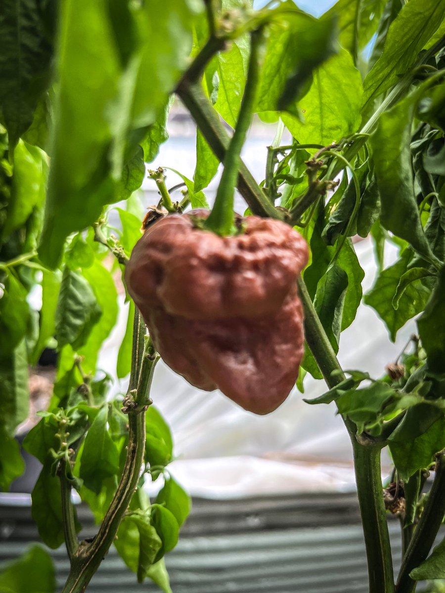 Over wintered “chocolate?” Dragons breath.