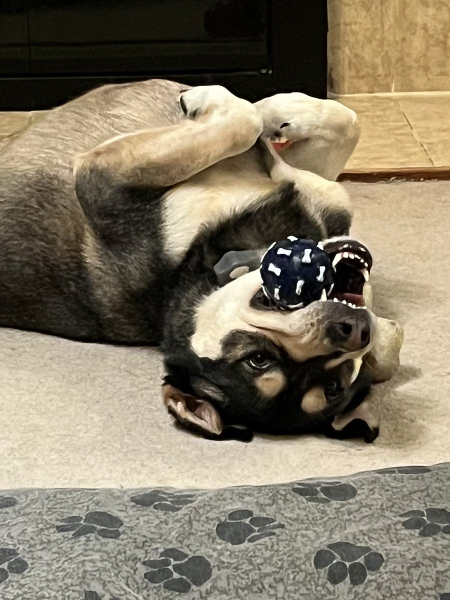 Night Owl Library Chick 🐣 tweet media