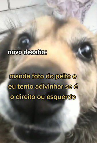 animaisfrases_'s tweet photo. https://t.co/dR7R9EbUMb