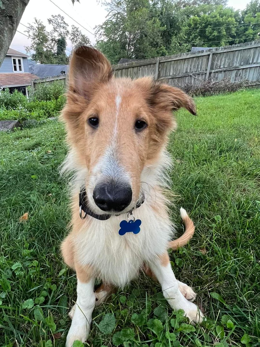 Almosthomeohio's tweet photo. Happy #NationalDogDay from Mario, Luigi, and Penny! 

#AHDRO #Collie #RescueDog https://t.co/eRUIOhq34t