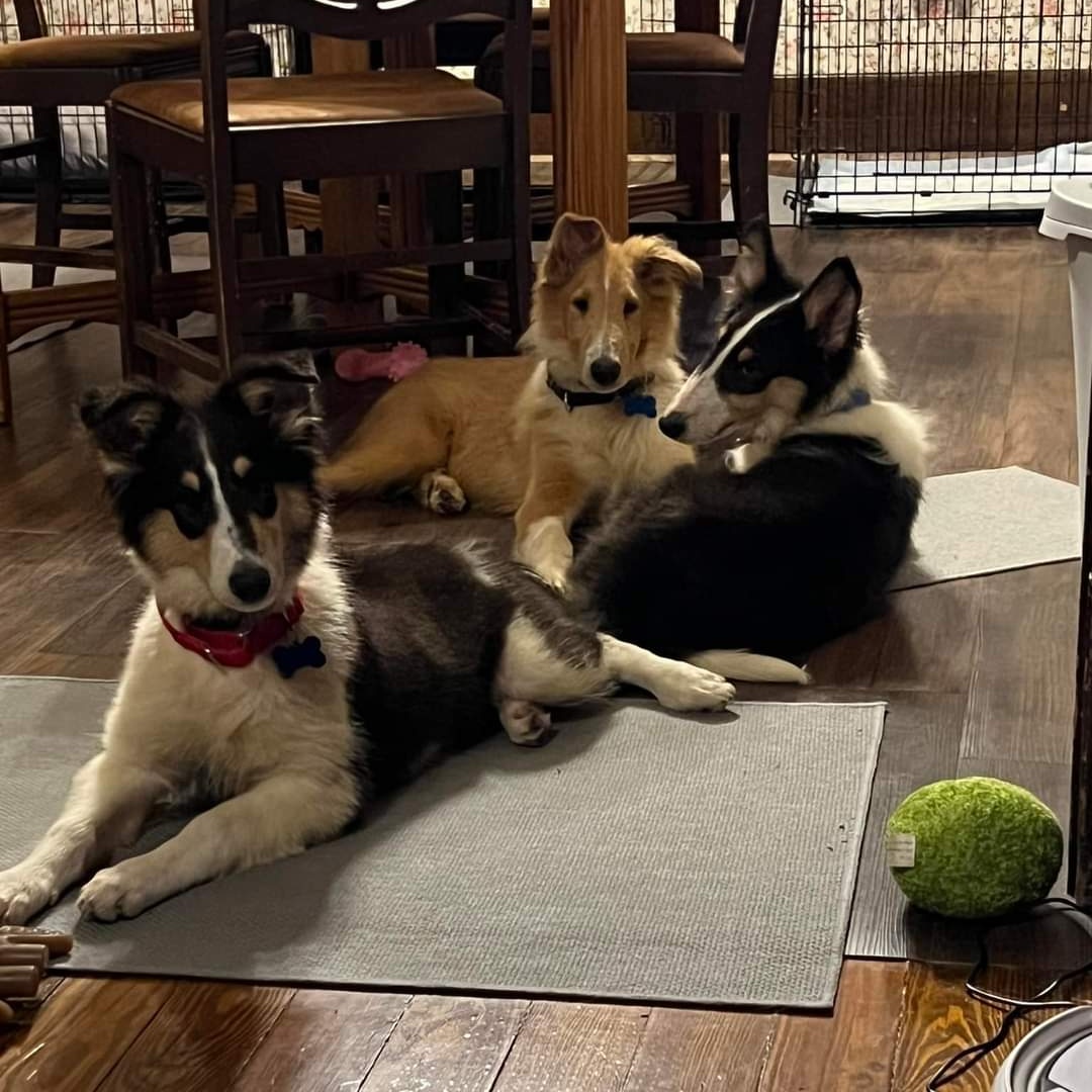 Almosthomeohio's tweet photo. Happy #NationalDogDay from Mario, Luigi, and Penny! 

#AHDRO #Collie #RescueDog https://t.co/eRUIOhq34t