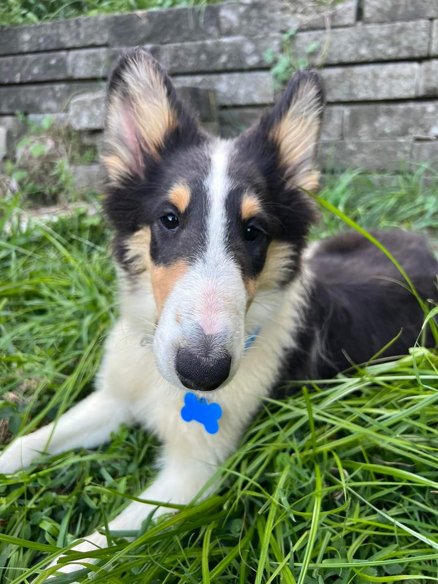 Almosthomeohio's tweet photo. Happy #NationalDogDay from Mario, Luigi, and Penny! 

#AHDRO #Collie #RescueDog https://t.co/eRUIOhq34t