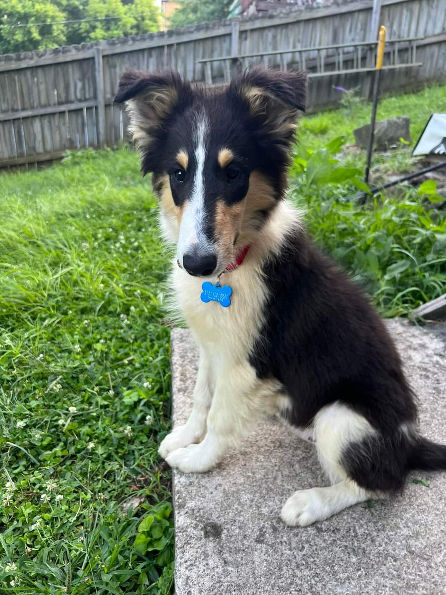 Almosthomeohio's tweet photo. Happy #NationalDogDay from Mario, Luigi, and Penny! 

#AHDRO #Collie #RescueDog https://t.co/eRUIOhq34t