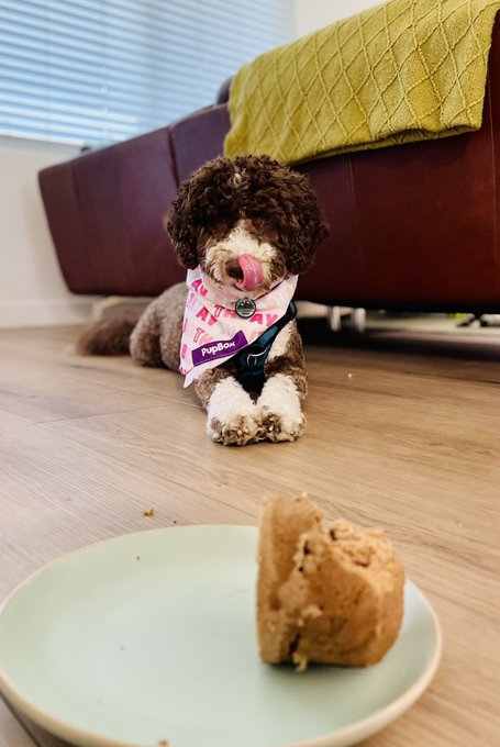 Enjoy my bb enjoying her first puppy cake 🥹 https://t.co/l6liGm1B16