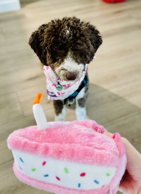 Enjoy my bb enjoying her first puppy cake 🥹 https://t.co/l6liGm1B16