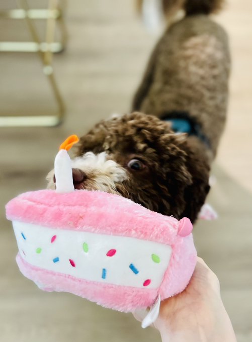 Enjoy my bb enjoying her first puppy cake 🥹 https://t.co/l6liGm1B16