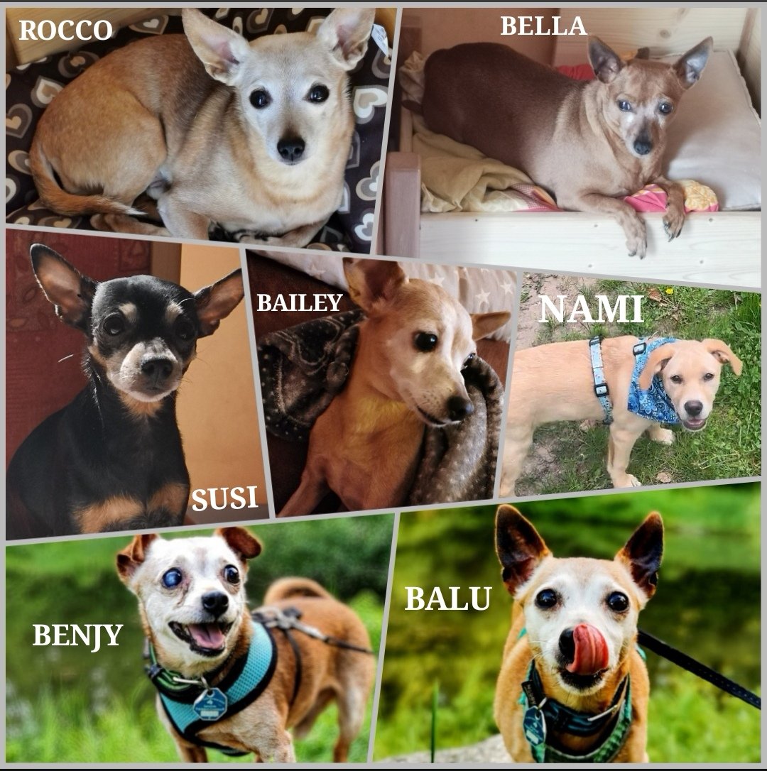 kroppandrea1's tweet photo. @SueBeeDexter @deancain @Talk_2_Da_Paw @jodiekjodie Happy #NationaDogDay from Rocco, Bella, Susi, Bayley, Nami, Benjy and Balu. 🐶🐾❤️ https://t.co/jyj7zJWe7M
