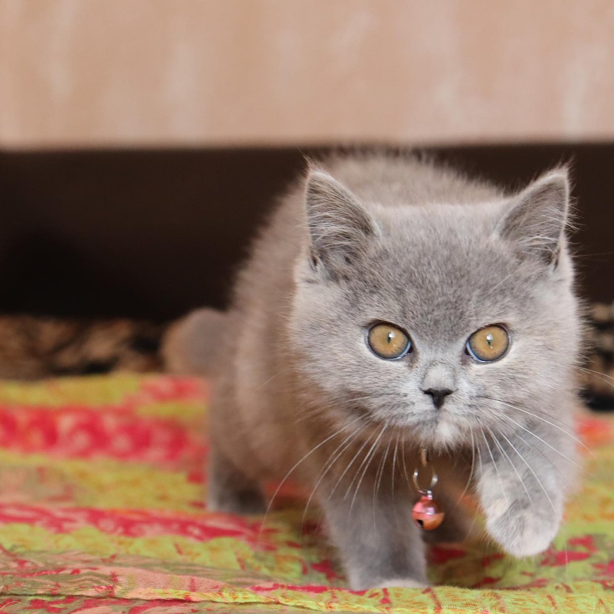 That cherming looks 
Visit....... luxuriousbritishshorthair.com
#catlife #catstagram #vacationmode #animalsofinstagram #kittensofinstagram #cat #kitten #intags #catsagram #instacats #instacat #cats_of_instagram #vacation #catlover #catsofinstagram #lovecats #cutecats #animals