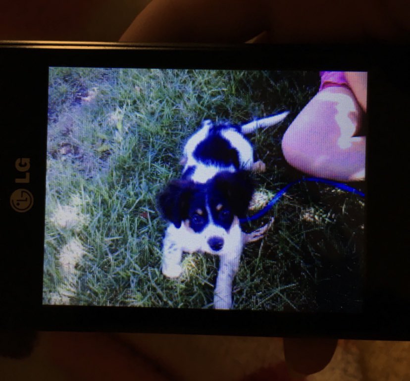 EmilyIsBlind's tweet image. Because it’s #internationaldogday here’s my puppy bowser, not so much a puppy anymore he’s 10 years old 🥰