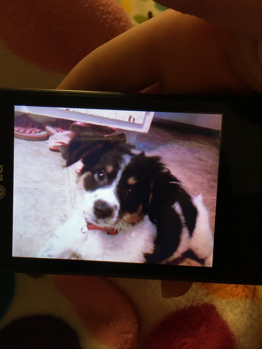 EmilyIsBlind's tweet image. Because it’s #internationaldogday here’s my puppy bowser, not so much a puppy anymore he’s 10 years old 🥰