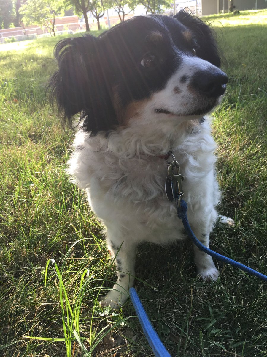 EmilyIsBlind's tweet image. Because it’s #internationaldogday here’s my puppy bowser, not so much a puppy anymore he’s 10 years old 🥰