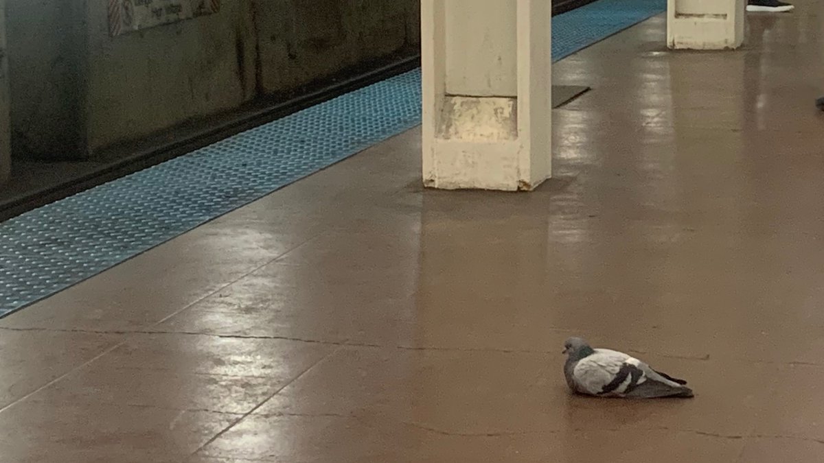 Nikolsky95's tweet photo. Oh, the morose beauty of the underground pigeon! What led him, a creature of the sky, to defy every instinct and burrow himself here?
No lonelier a death than that in a foreign land. Thc cookies are really fun guys u should try them https://t.co/HWxMflCS2j