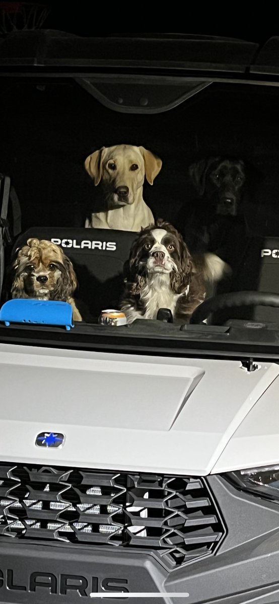 arnold_ins's tweet photo. All dogs deserve to be loved on National Dog Day and every day of the year. These Arnold Insurance Agency dogs are definitely living large today. #nationaldogday https://t.co/NfgeUFmNzB
