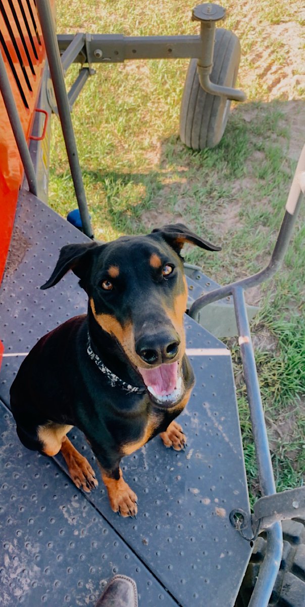 arnold_ins's tweet photo. All dogs deserve to be loved on National Dog Day and every day of the year. These Arnold Insurance Agency dogs are definitely living large today. #nationaldogday https://t.co/NfgeUFmNzB