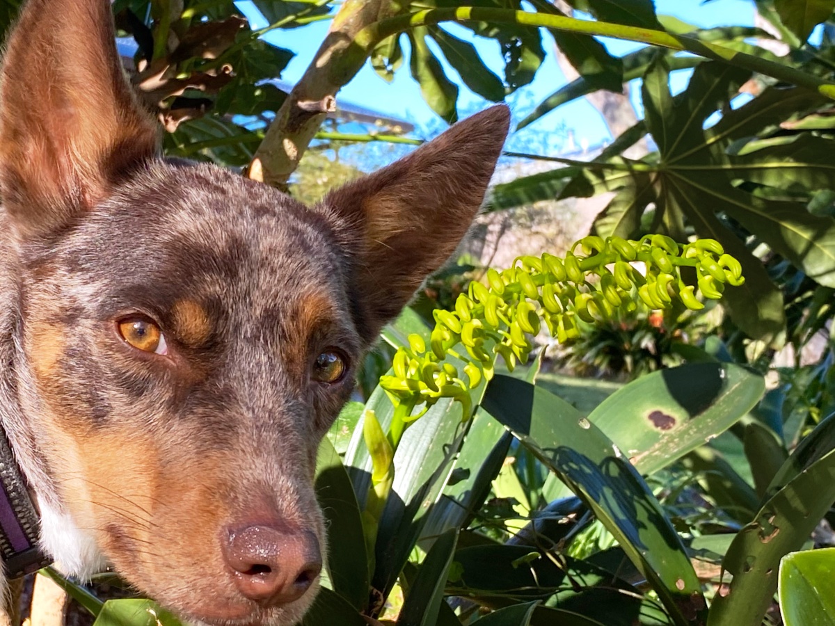 The_Hepsta's tweet photo. Hi everypawdy is me Leeloo 😀 and look who came out today, the Rock Lily! She's still very green so perhaps we will visits again later in the Spring when you can see her more easily. Have a great day okay byee 🐶🌻💚
#floofsforyou #flowerdog #GardenersWorld https://t.co/mncPFPOe5F