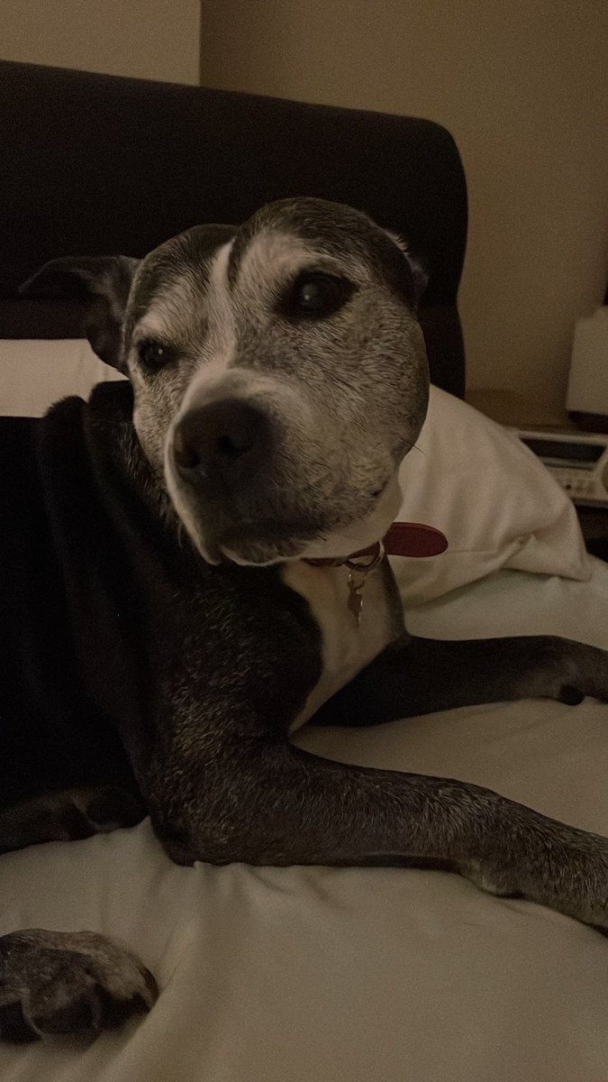 AnneMarieBeaum1's tweet photo. @woozel7 @KEshleman @Phil_Sledge This was my girl Storm. She was 13 https://t.co/5EhGjgfhUL