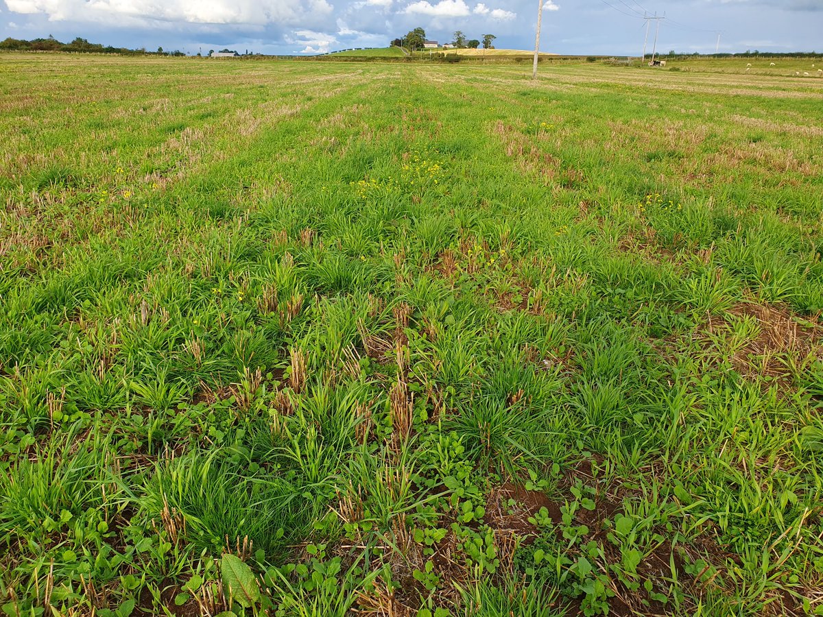 A warm day with water trough issues, sad looking sunflowers and the forage crop showing some potential. Topped off with a heavy downpour and me and Jed getting soaked 🌧🐶