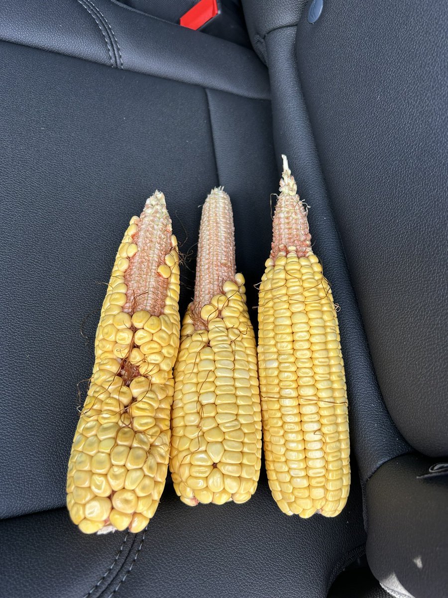 Midwest Corn King 🌽🇺🇸 tweet media