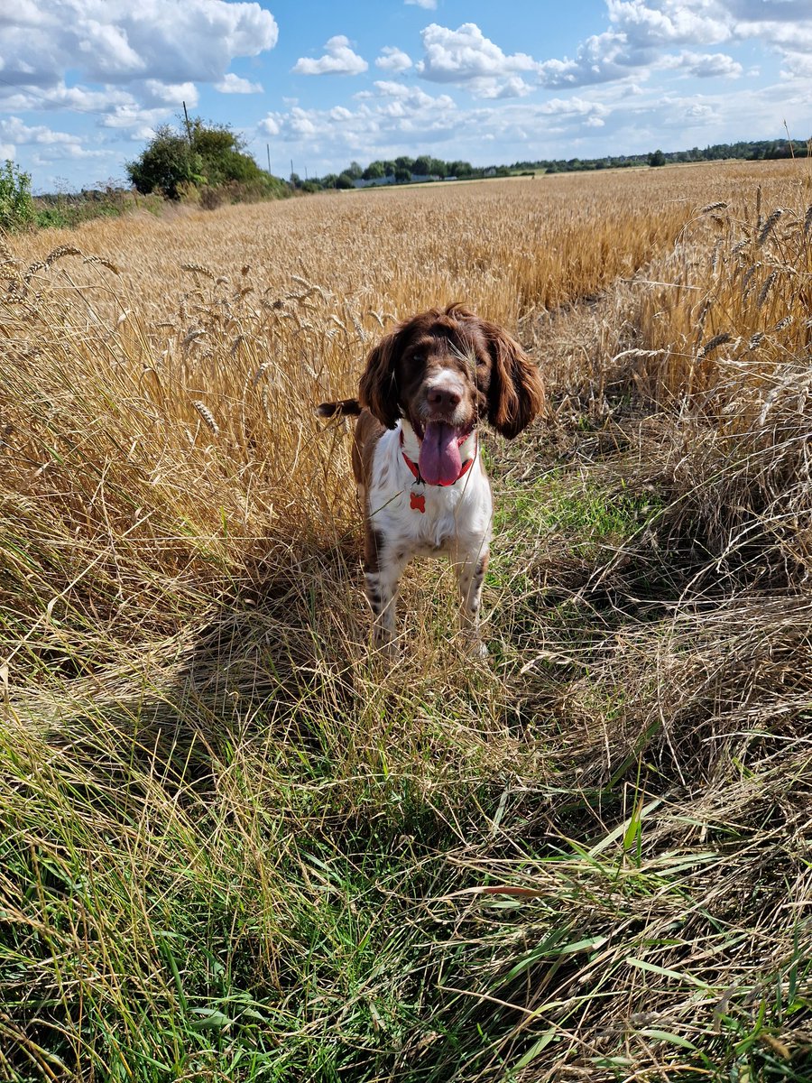 Rebecca Morley tweet media