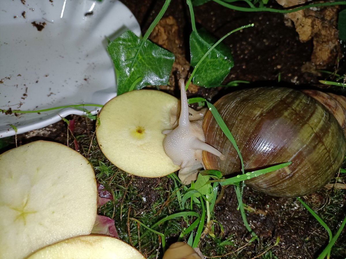saph_snails's tweet photo. *very politely munches apple* https://t.co/WwwrHIFxwe