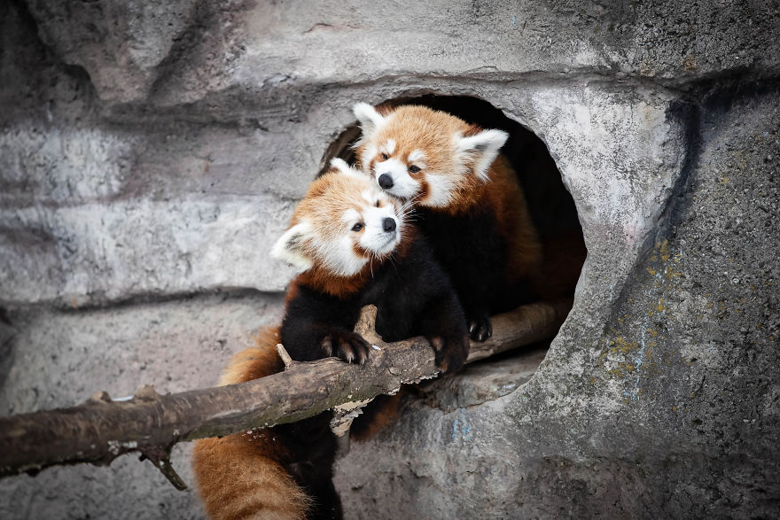 RedPandaEveryHr's tweet photo. https://t.co/fgnq2qVAKo