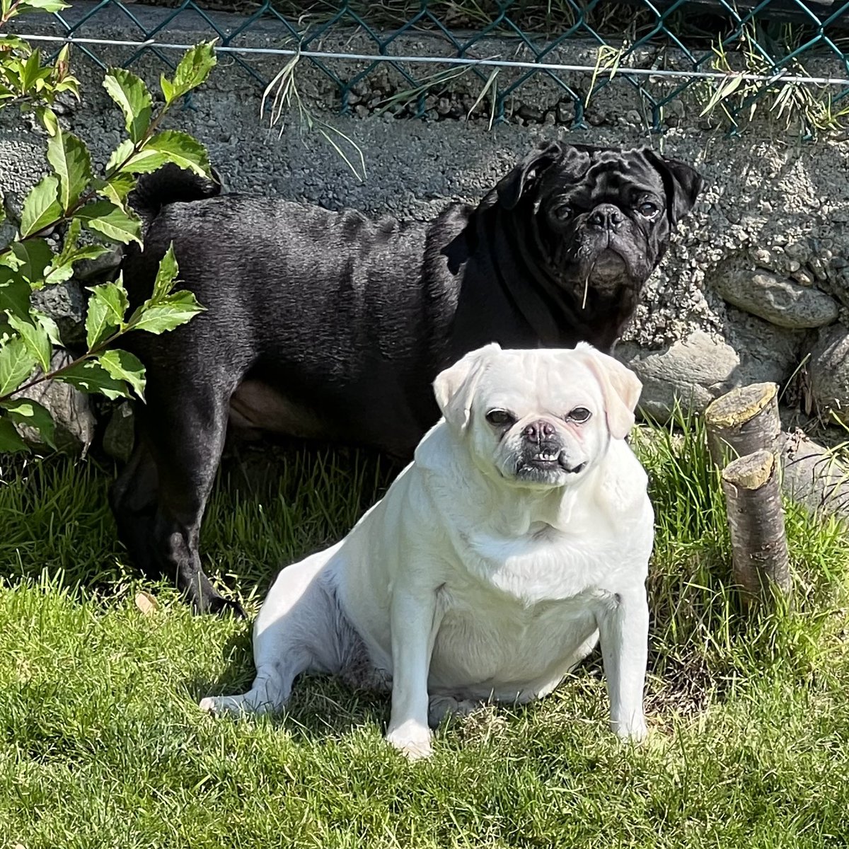 PINKY & BOSS #internationaldogday 
#rescuedogs #tijuanatwosome 🇲🇽🇨🇦#caninecartel