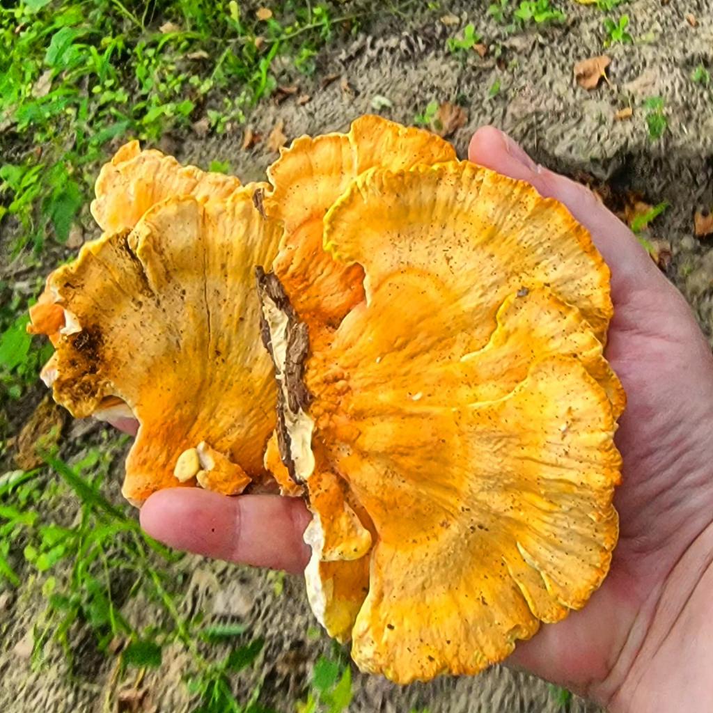 'It's great that you found some but always leave some behind so the next guy can have some too.' - John Wallace to me the first time I found chicken of the woods. #mushroom #wildedibles #chickenofthewoods