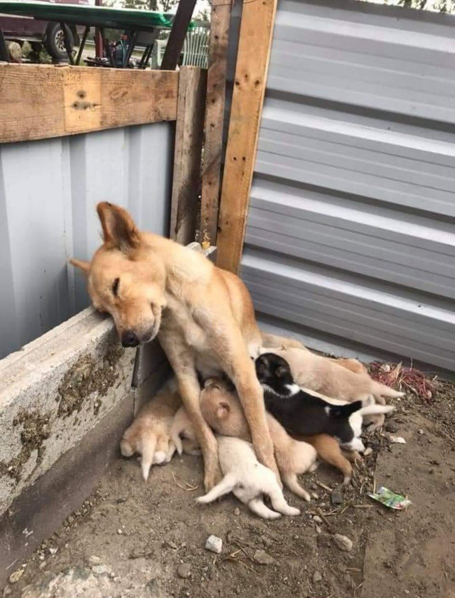 Dalbodog's tweet photo. She is a loyal mother, her children are her world and her joy, even when she is weary. Give them your heart. 💓 https://t.co/Pu64kLK226
