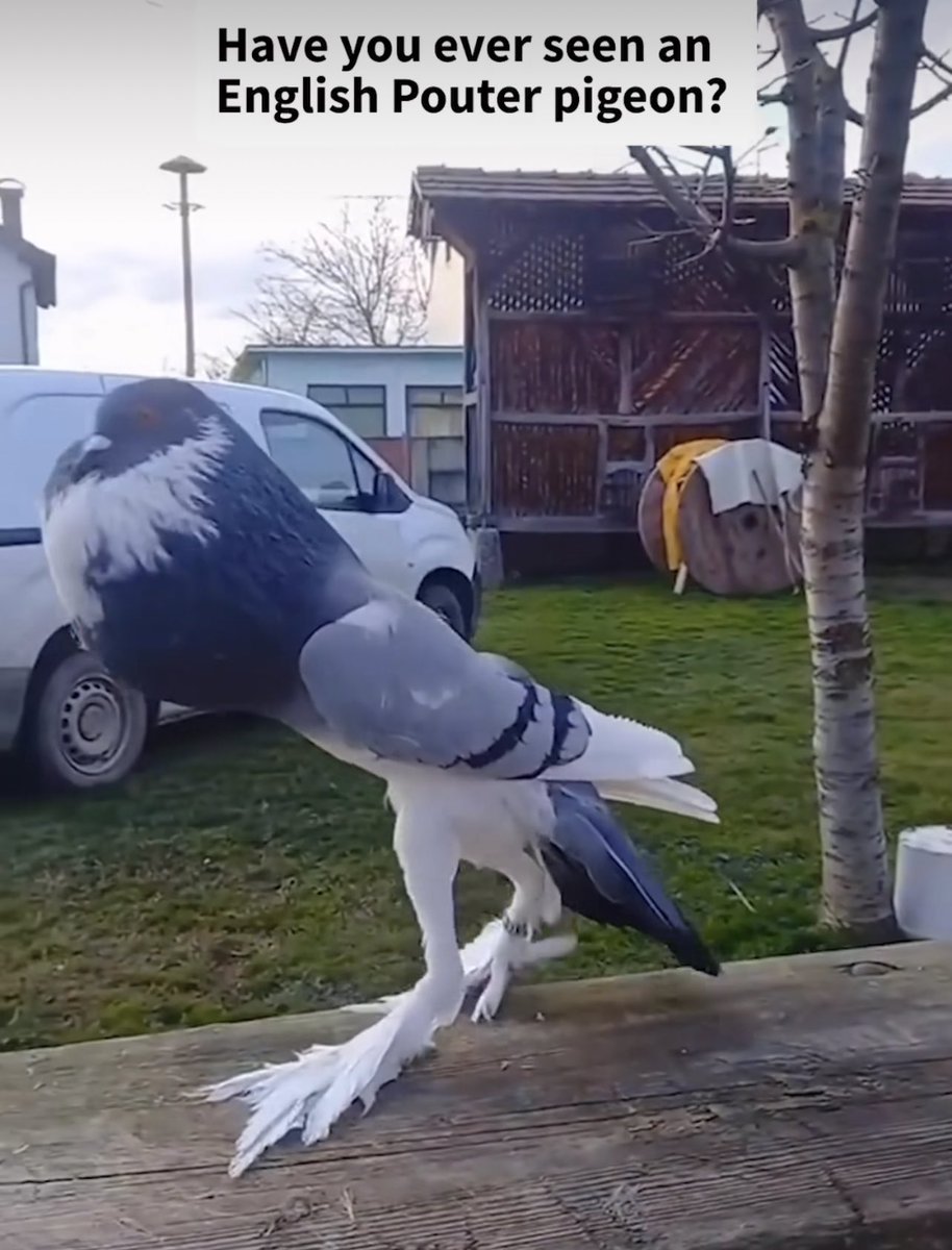 MaxKBattle's tweet photo. I want to be this pigeons mate so bad https://t.co/w61MyPLHpJ