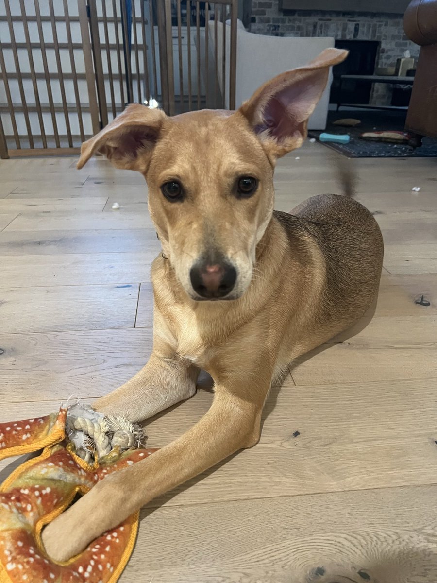 Elizabeth Priya Ninan tweet media