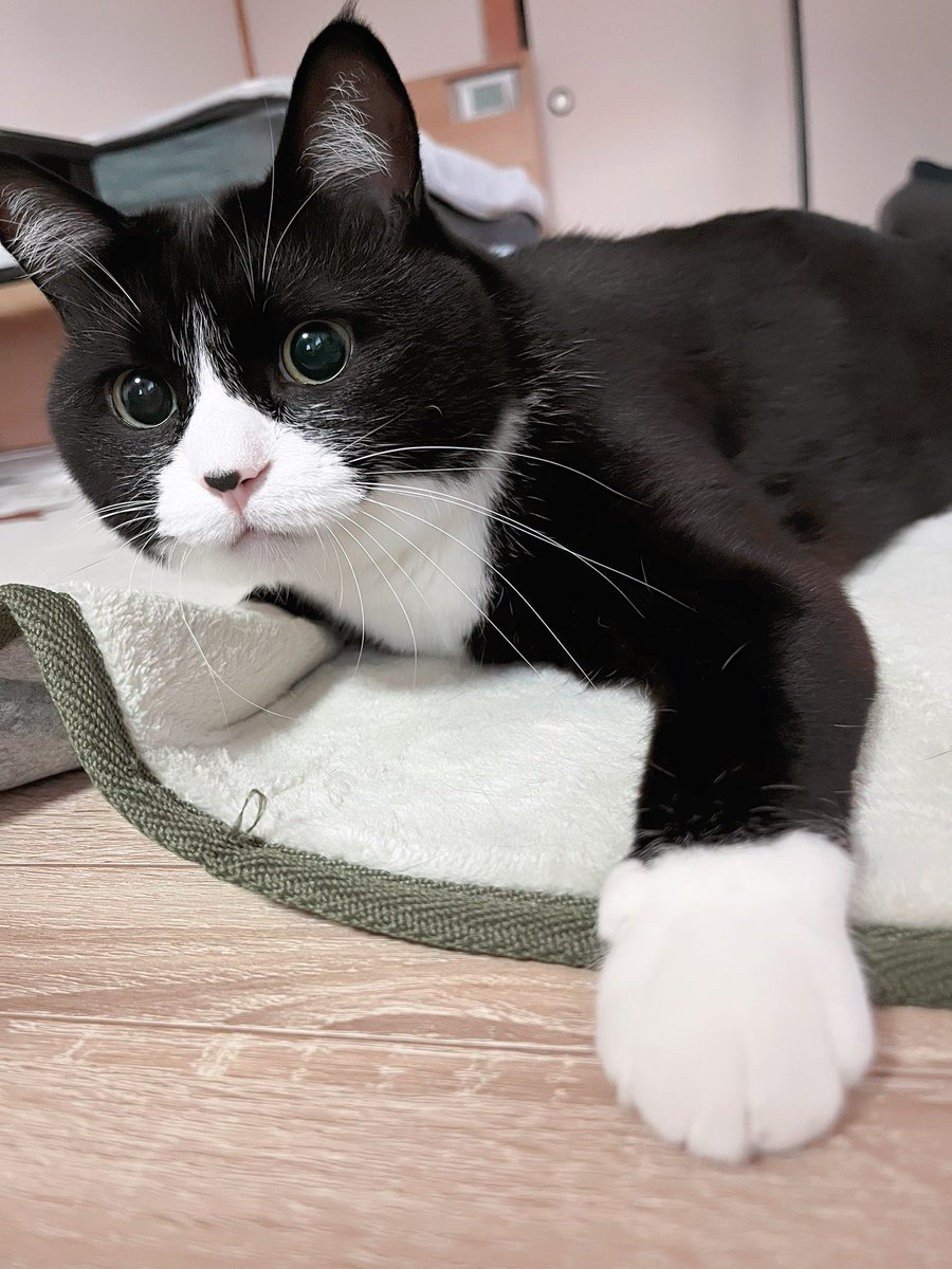 おはにゃん😻❤️