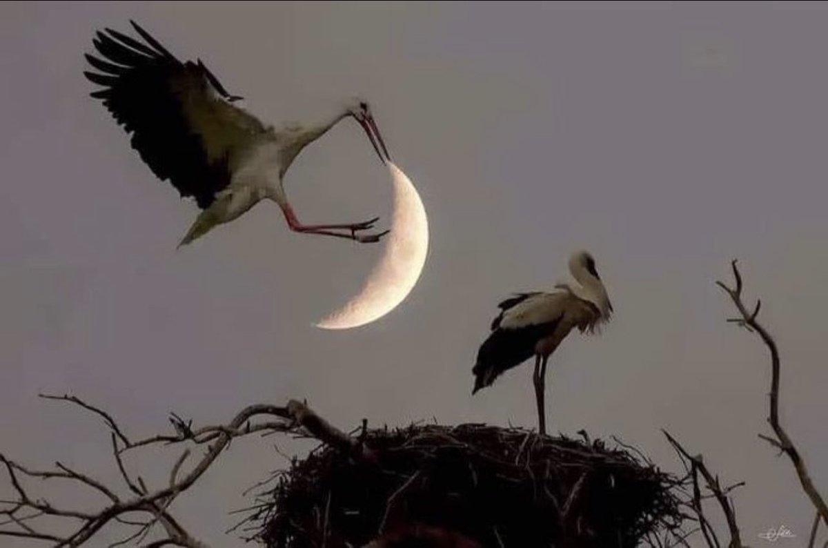 اقطف لك النجمه واذوب لك قمر