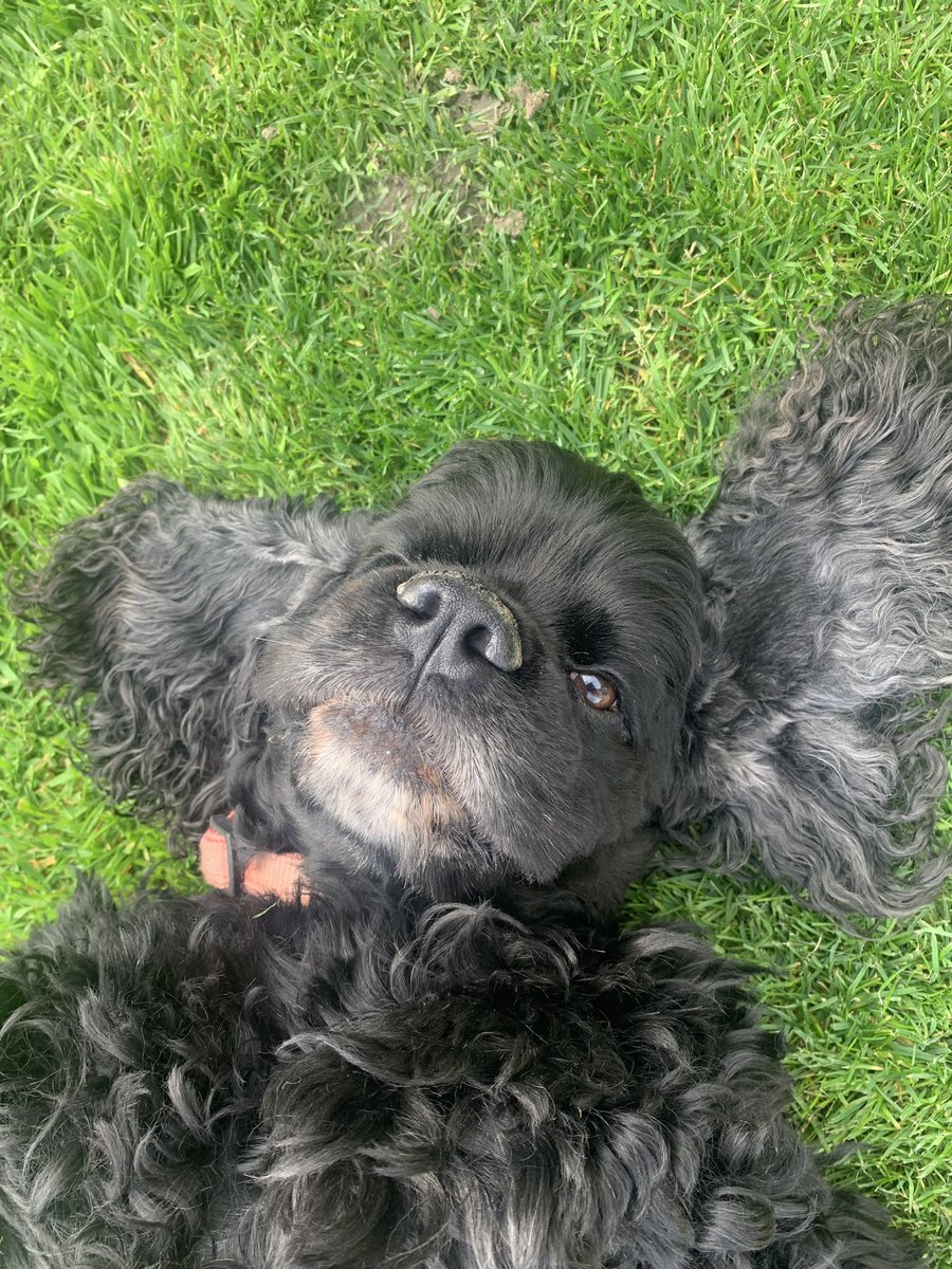 suewilsanders's tweet photo. @Phil_Sledge Happy international dog day! Taken today in the garden, ye he’s a mad American Cocker Spaniel 🐾🤣 https://t.co/MFVjkIaODu