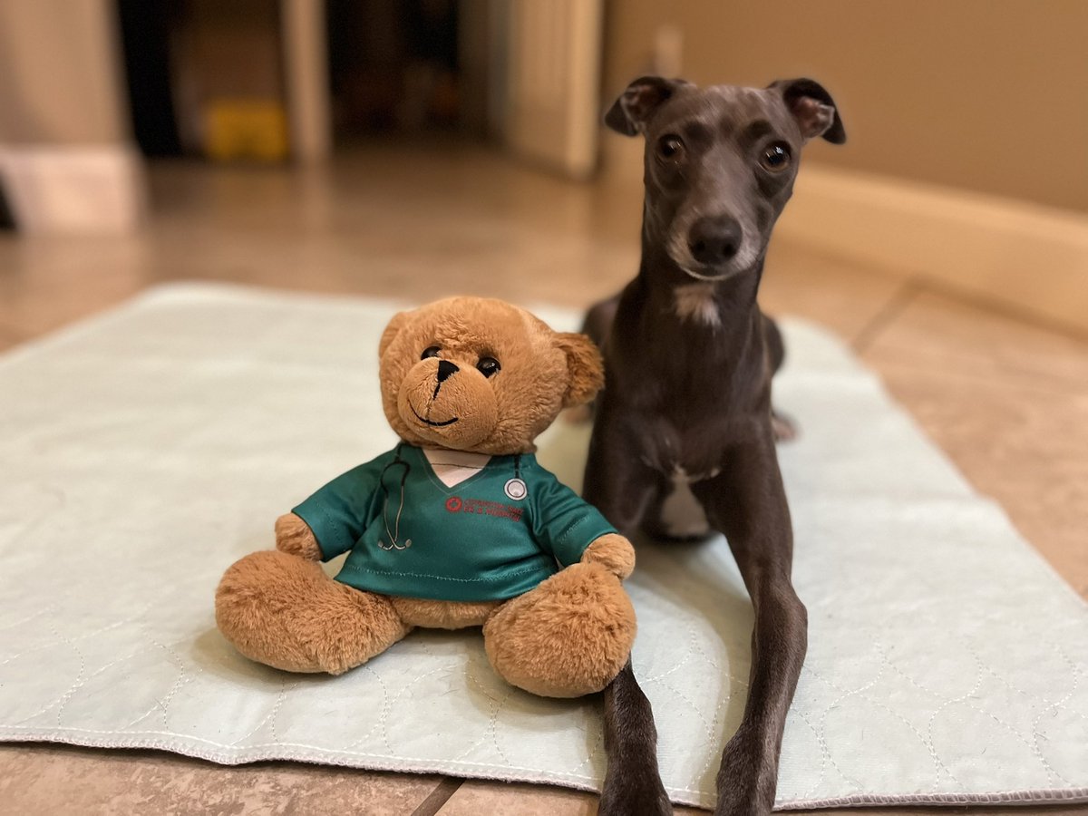 For National dog day…my babies! #NationalDogDay