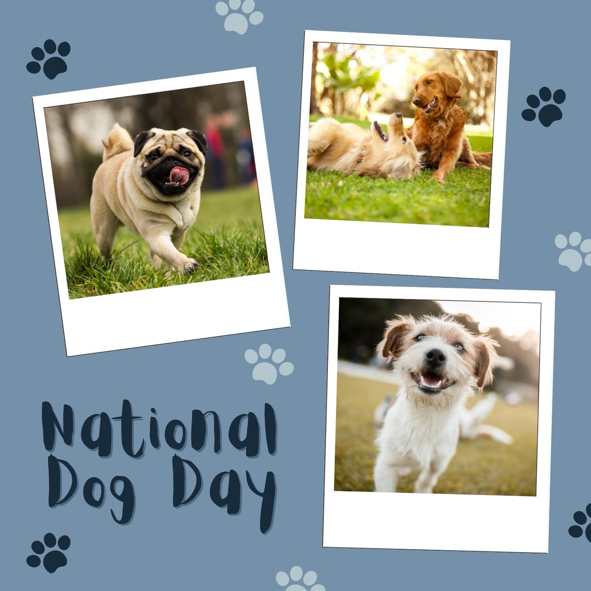 GratsyOfficial's tweet image. Things we love at Gratsy:
✔️Dogs
✔️Pictures of dogs
✔️Dog puns

To celebrate National Dog Day, post your best pup-arazzi picture of your dog in the comments below! 👇🐩