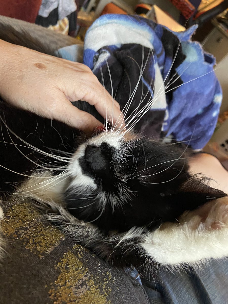 Pat Noren Enderson tweet media