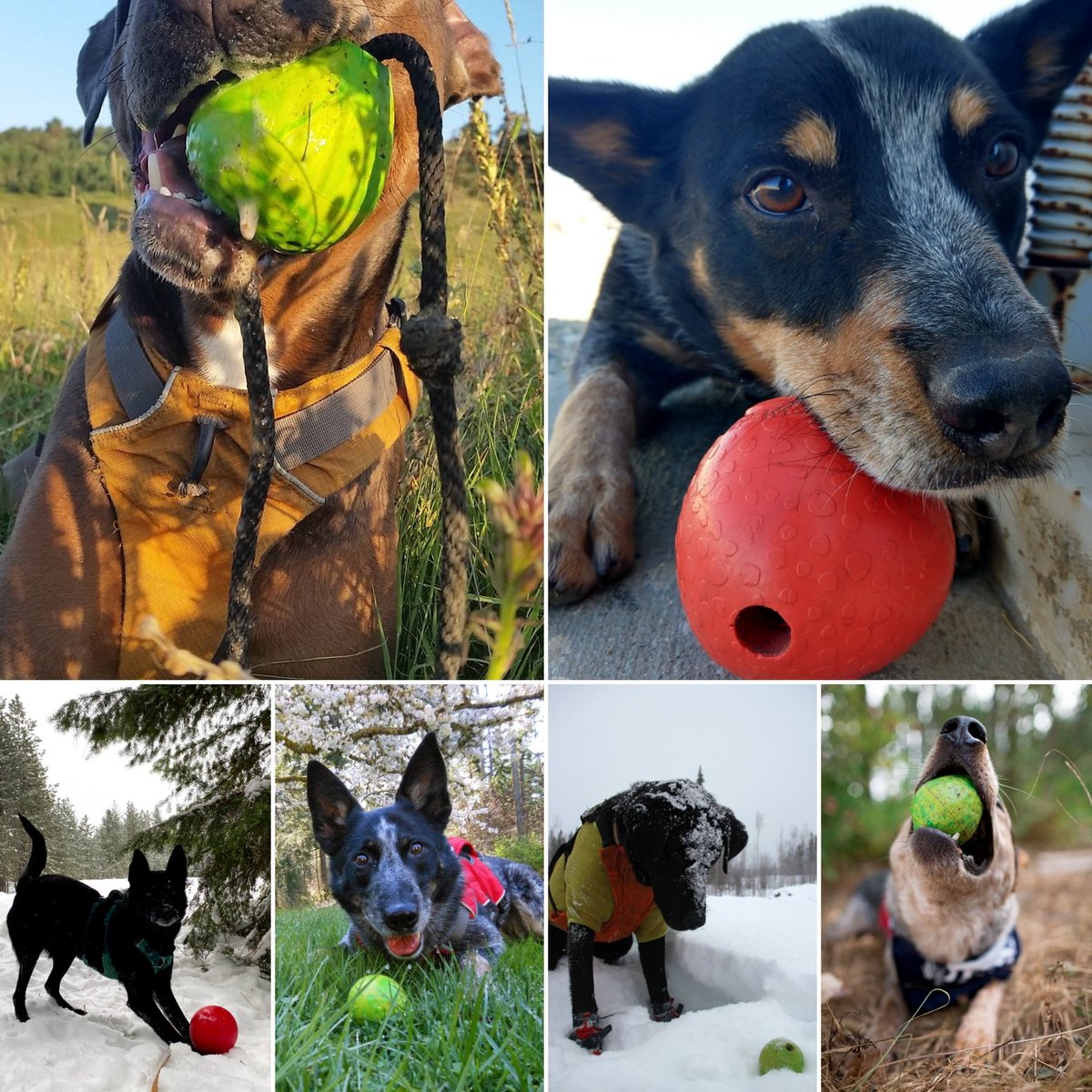 Happy #InternationalDogDay from our pack of fetch obsessed, wildlife detection, #ConservationDogs!!! For locating data (💩) on #EndangeredSpecies our #RescueDogs  get to play w their favorite thing on 🌎, their ball! 

🥲🙏🏾Thank you to our hard working #DetectionDogs. We 💕 you!