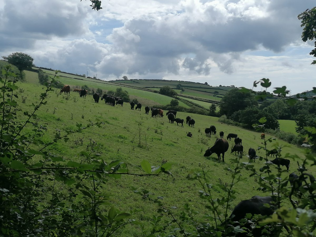 HallidayLou's tweet photo. Our Aberdeen Angus cattle enjoying the Cornish valley view and some summer grazing.

#Farming #backbritishfarming #Cornwall #aberdeenangus #cattle #field #countryside #valley #grass #sustainable https://t.co/tZMHimNbOS