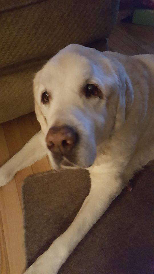 DogLovers03's tweet image. &quot;Today, my handsome Yellow Lab, Tobi, turned 15. He&apos;s deaf and a bit blind, but he&apos;s still hanging in with his pup attitude.&quot;
Please wish Tobi a very &quot;Happy Birthday&quot;! 🎉