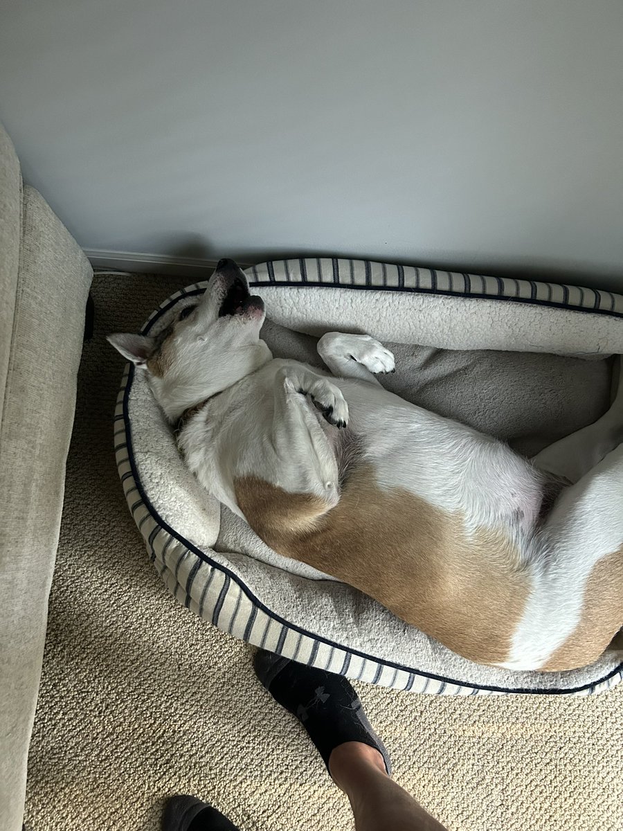 From all of us at Creative Realities, Inc. and Indy we wanted to wish everyone a Happy National Dog Day. Don’t forget. Ask me how.
#avtweeps #nationaldogday #digitalsignage #contentmanagement #software #proav