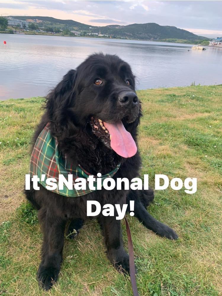 #NationalDogDay