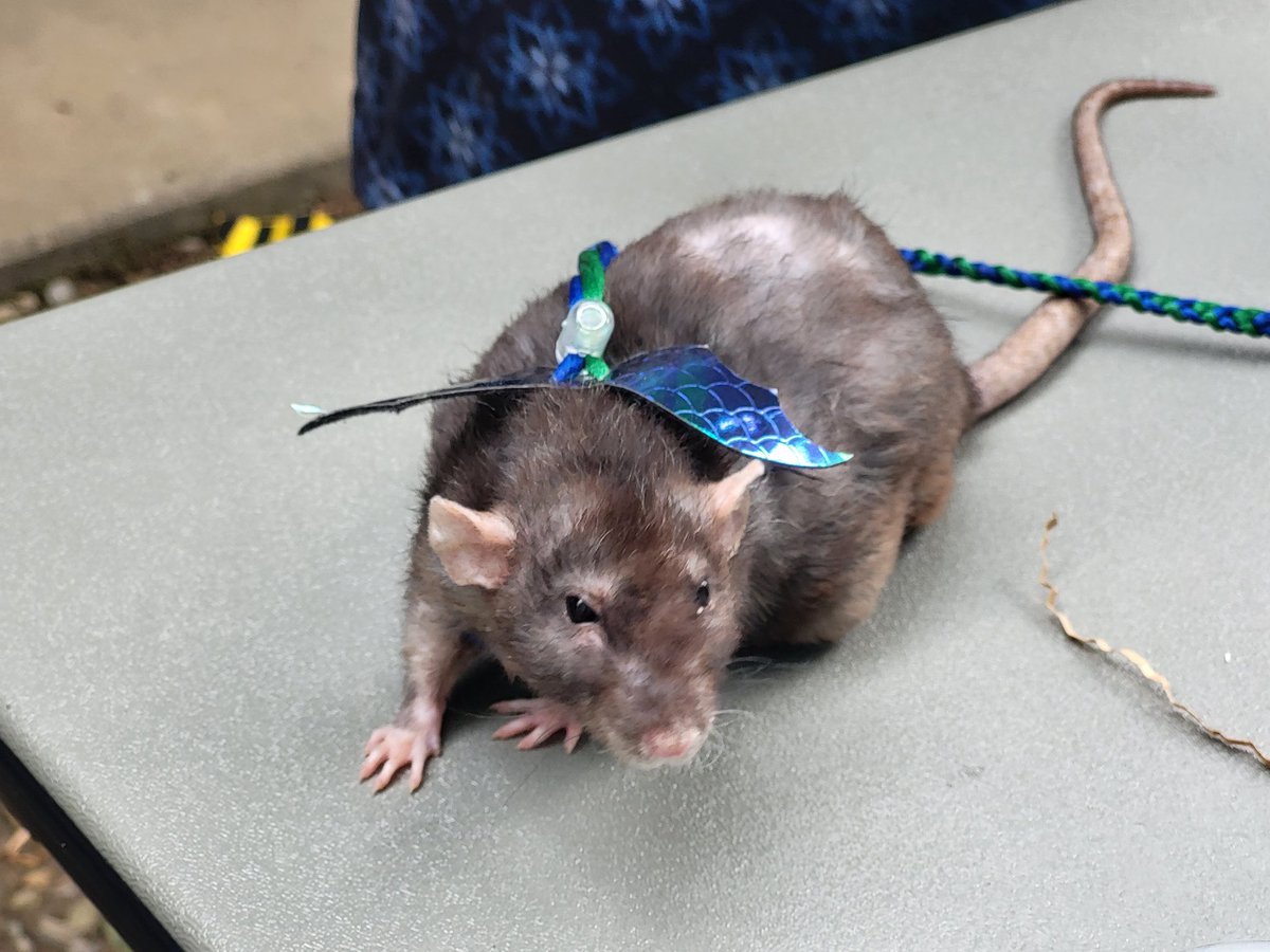 Enjoyed the annual Triwizard Trimile at Bisset Park with the Literacy Volunteers of The New River Valley!  #Ravenclaw