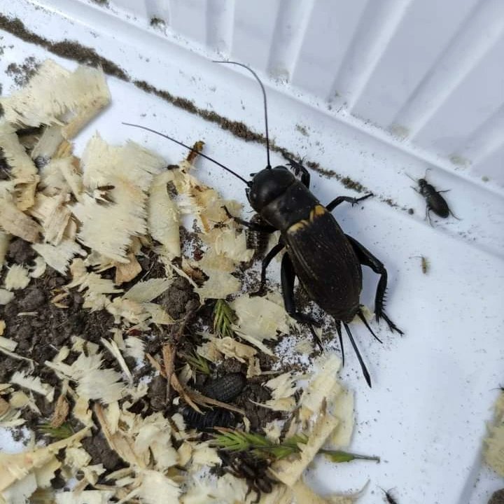 LIFEforBUGSand1's tweet photo. Since May, we have been continuously surveying the arthropod population in Miklapuszta with soil traps and grass netting. The soil trap cups are checked daily, insects caught are photographed and released so that no animals are killed during sampling. https://t.co/pccYOLIQxG
