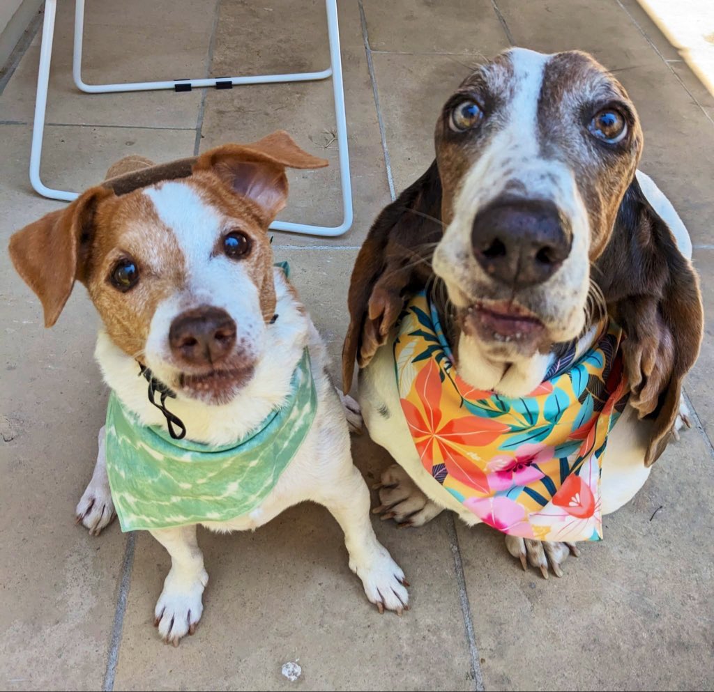 IEConsulGenATX's tweet photo. @IEConsulGenLA @DogsTrust_IE #HappyInternationalDogDay Reilly, from Jambo and Hazel in #Austin (we’re adopted too). @EmmasWishSDR @ELT_Tanzania #DiploDogs https://t.co/nDd0sRMsIk