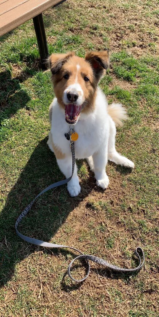 HofstraSoftball's tweet photo. We might be the Pride of Long Island but we can’t forget our furry friends on ℕ𝕒𝕥𝕚𝕠𝕟𝕒𝕝 𝔻𝕠𝕘 𝔻𝕒𝕪

🐶 Rebel • Kayla Wilson
🐶 Bailey • Marisa Ogden
🐶 Brady • Hailey Venturini
🐶 Snickers • Julia Apsel https://t.co/nqzluGb4hQ