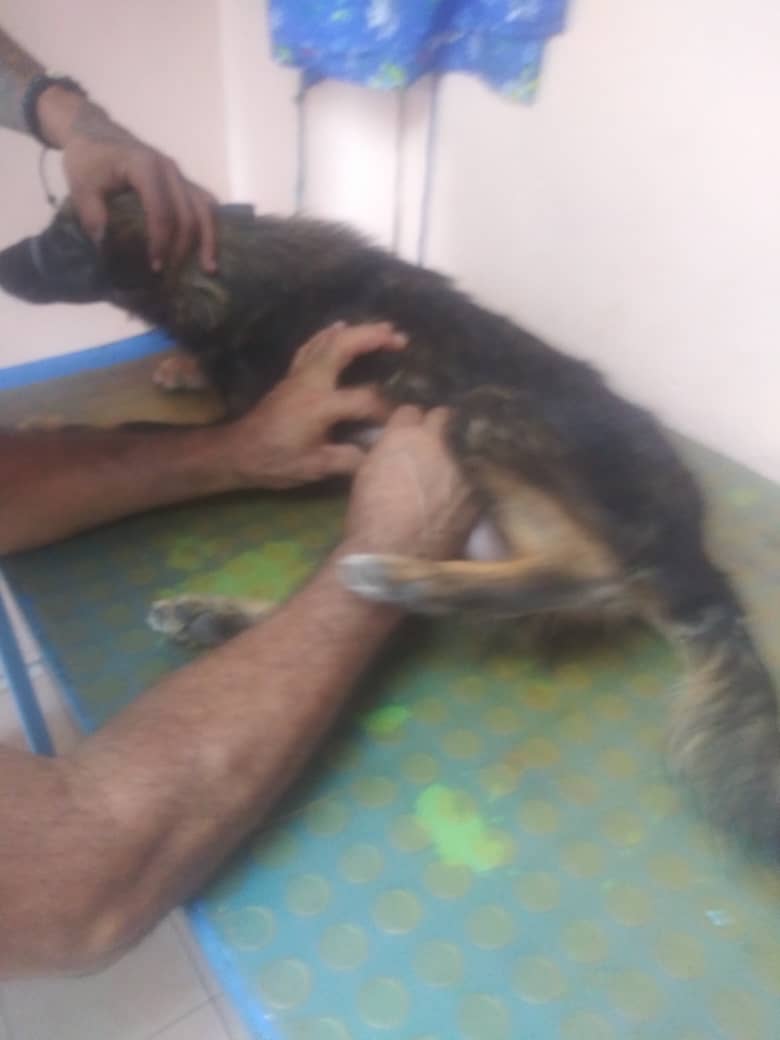 apoyocanino's tweet photo. Actualización perrita Barquisimeto ahora llamada #PELUSA 
Estamos muy felices porque el médico confirmó que en dos meses podría caminar de nuevo y con esto arrojó luces de esperanza
Doris se la llevó a casa pero ella no tiene como alimentarla
Necesita ayuda 04145341829 por favor https://t.co/hqYM84MC5L